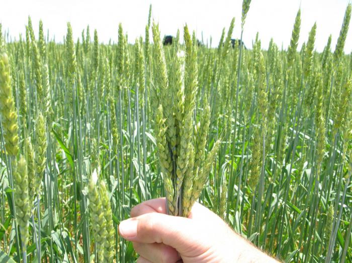 Бизнес идея: Выращивание пшеницы